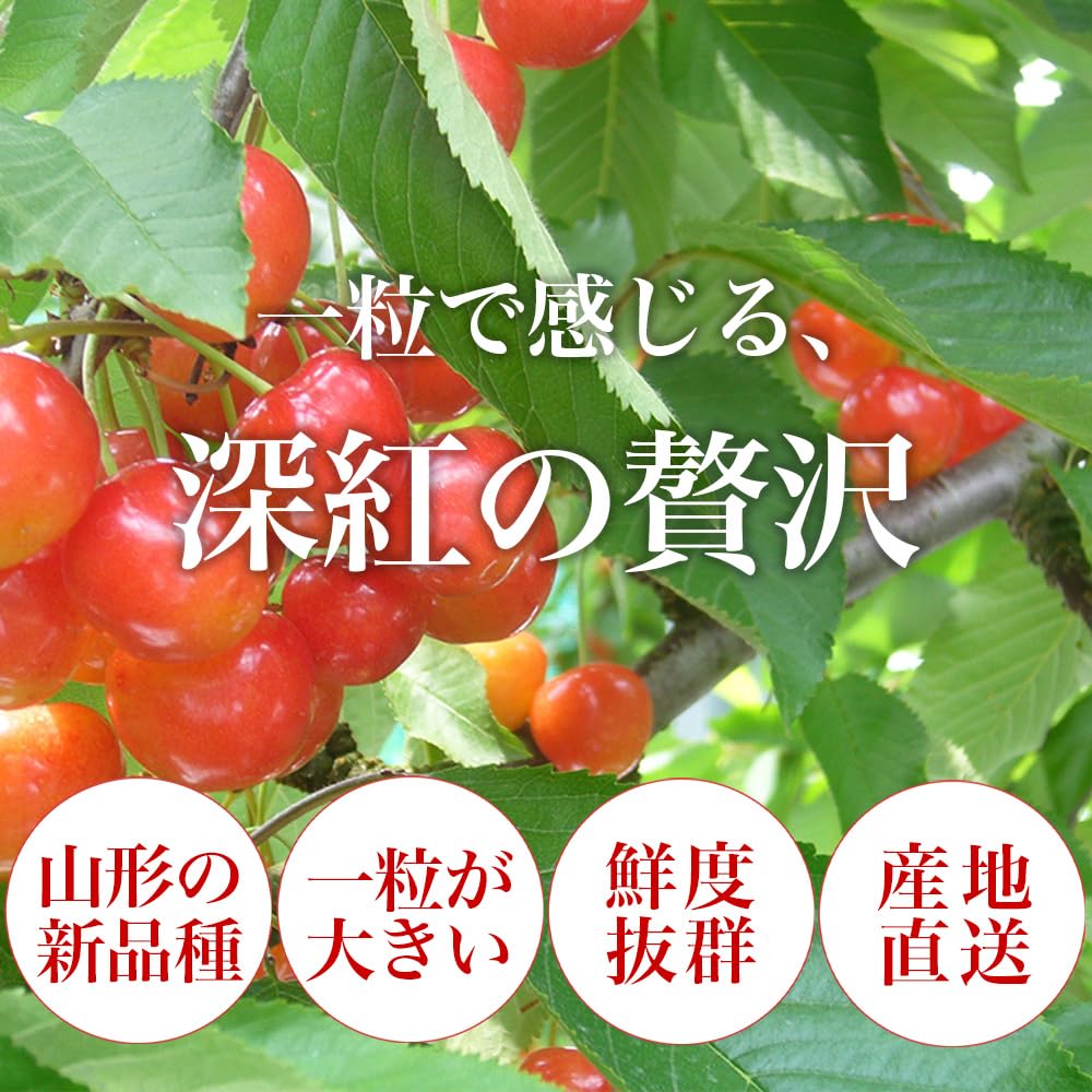 Amazon.co.jp: 山形県産 さくらんぼ やまがた紅王 24粒 特秀 3L・4L玉